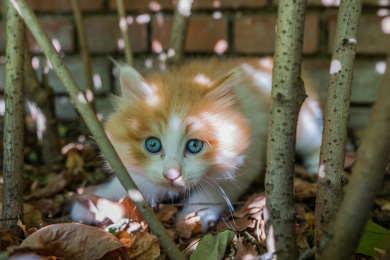 小猫警惕的眼神
