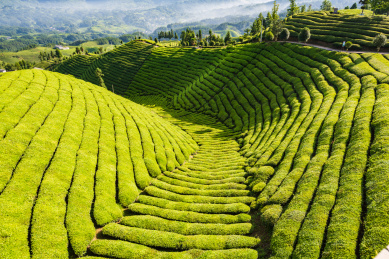 湖北恩施鹤峰县走马镇木耳山茶园