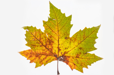 白底的梧桐叶特写