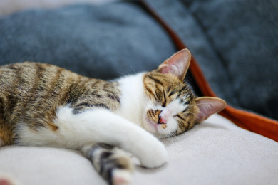一只宠物猫