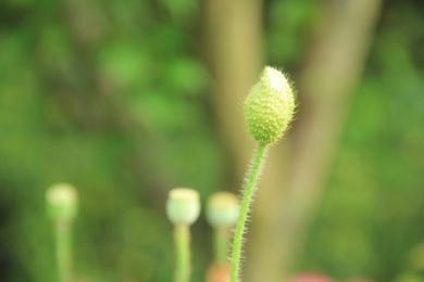 春天生机勃勃的嫩芽