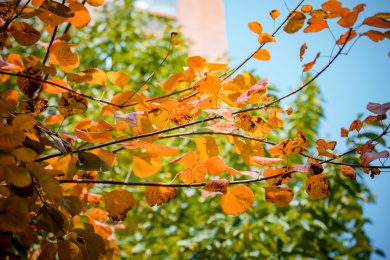 中国北京小区里的秋天景色