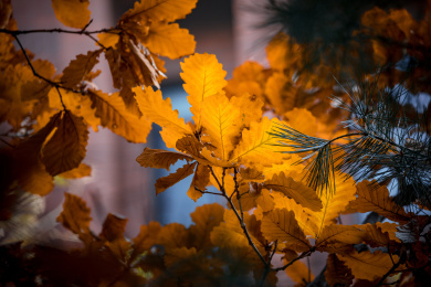 中国北京小区里的秋天景色