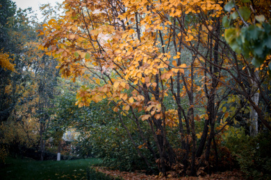 中国北京小区里的秋天景色