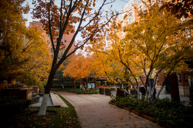 中国北京小区里的秋天景色