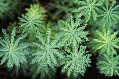狐尾绿藻水草露水微距