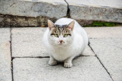 中华田园猫狸花猫