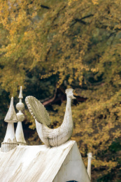 成都大邑白岩寺银杏