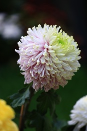 户外盛开的带露珠的白色菊花特写