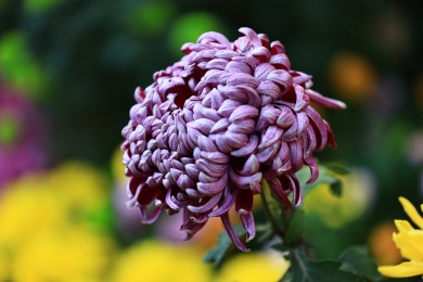 户外盛开的紫色菊花特写