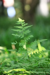 野外一片叶子的特写镜头