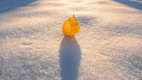 树林中雪地上一片黄色干树叶