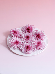 餐碟上摆满了鲜花小雏菊