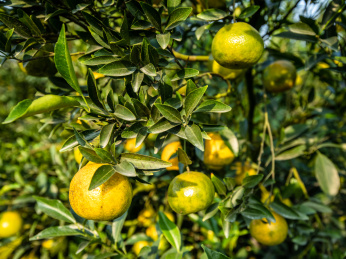 中国广东江门新会柑(陈皮)基地