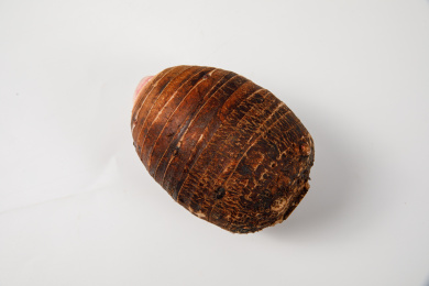 新鲜大个荔浦芋头