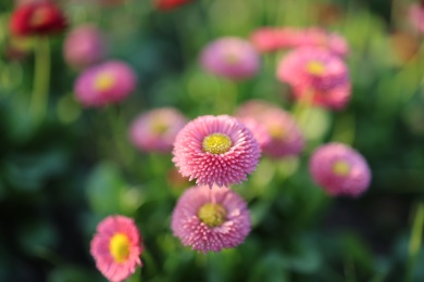 一片粉色小雏菊