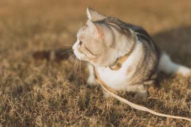 阳光下草地上一只胖胖的猫