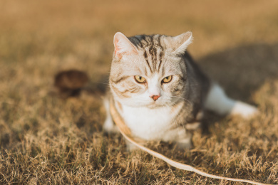 阳光下草地上一只胖胖的猫