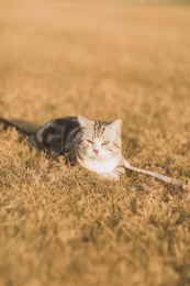 阳光下草地上一只胖胖的猫