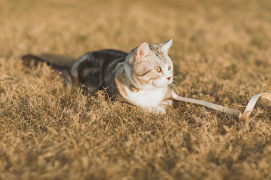 阳光下草地上一只胖胖的猫