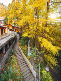 四川省成都市大邑县金星乡白岩寺银杏树秋景