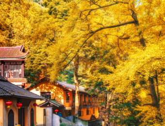 四川省成都市大邑县金星乡白岩寺银杏树秋景