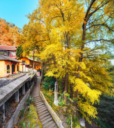 四川省成都市大邑县金星乡白岩寺银杏树秋景