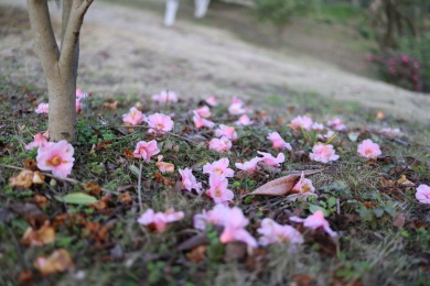 凋零的山茶花