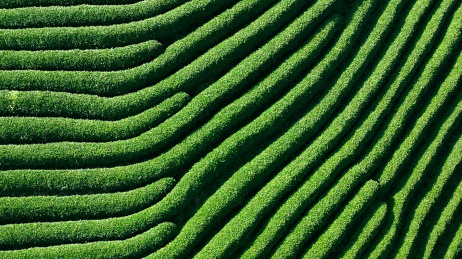 浙江杭州龙坞茶园风光 西湖龙井茶