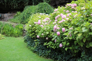 公园里的粉色绣球花