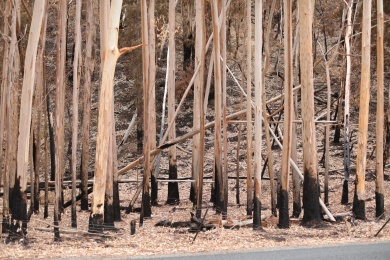 澳大利亚大火过后的森林