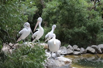 峡谷野生动物园的