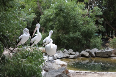 峡谷野生动物园的