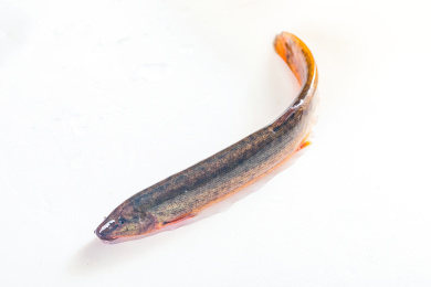 白色背景上的一只新鲜泥鳅鱼