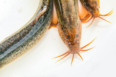 泥鳅鱼头部特写