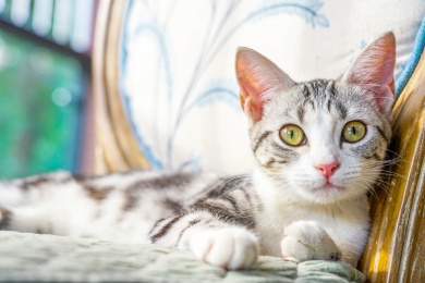 机灵的猫咪