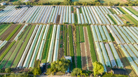武汉东西湖区径河街道莲花湖大队菜地