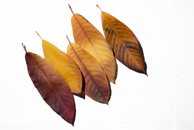 秋天树叶的特写图片