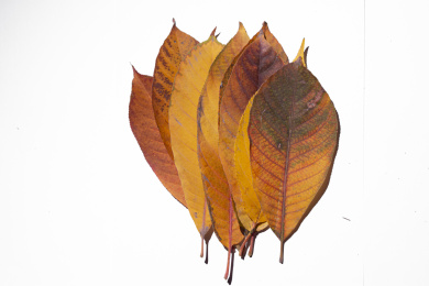 秋天树叶的特写图片