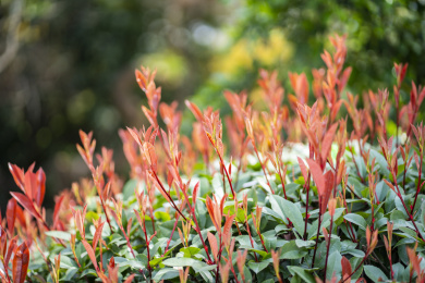 园林绿植上萌发出的红色新鲜细嫩的芽头