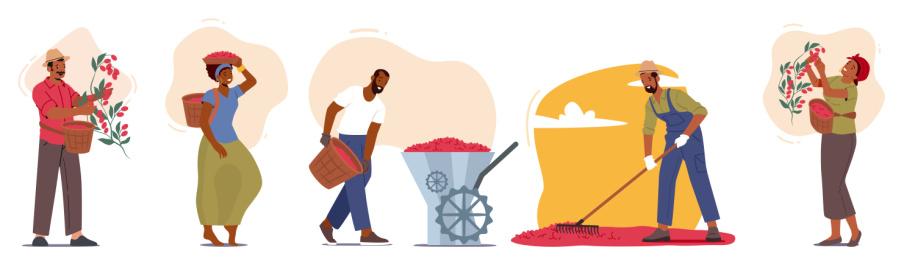 采收咖啡豆人物平面插图合集