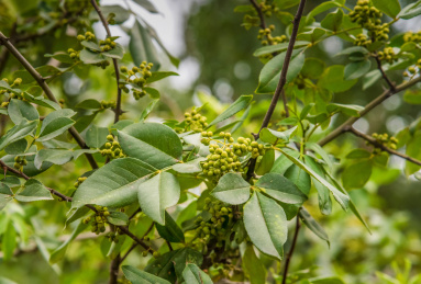花椒树上的青花椒特写