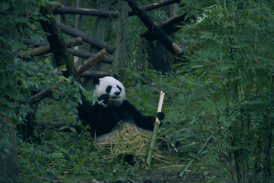 吃竹子的大熊猫