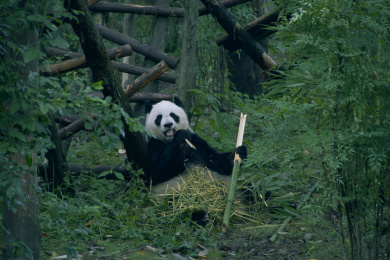 吃竹子的大熊猫