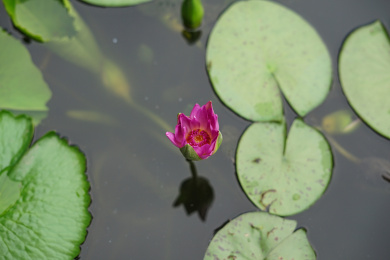 湖边的睡莲花