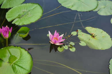湖边的睡莲花