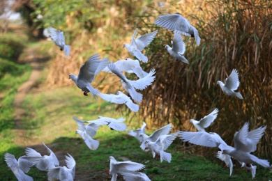 一群起飞的鸽子