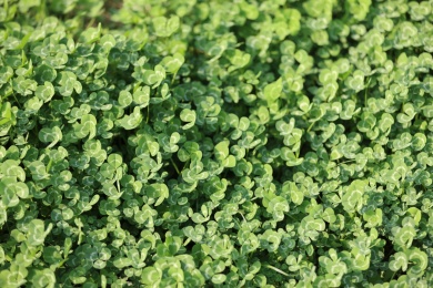 一片碧绿的三叶草