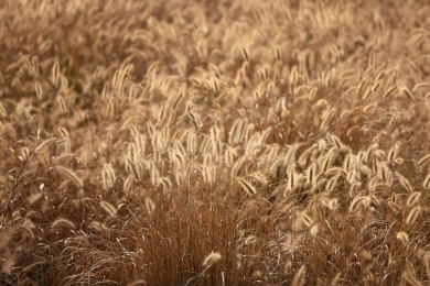 秋天一片金黄色的狗尾巴草