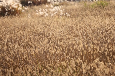 秋天一片金黄色的狗尾巴草